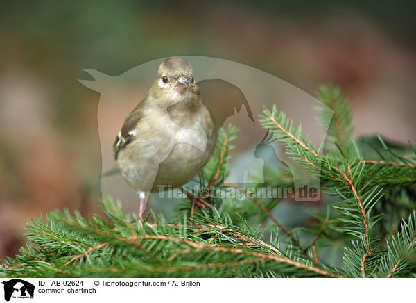 Buchfink / common chaffinch / AB-02624