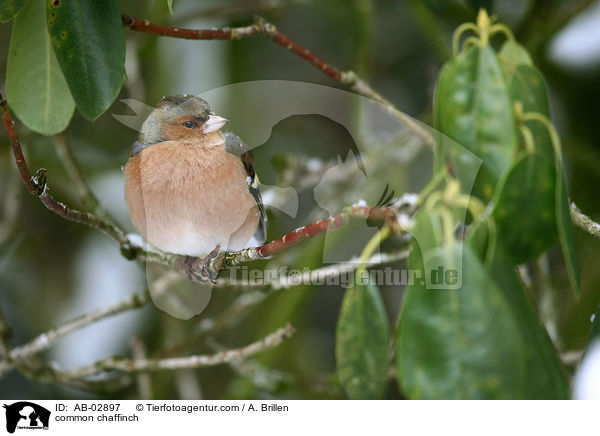 Buchfink / common chaffinch / AB-02897