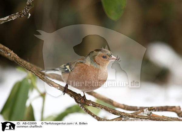 Buchfink / common chaffinch / AB-02899