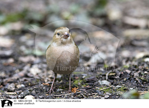 Buchfink / common chaffinch / MBS-09185