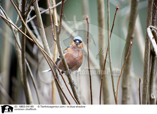 Buchfink / common chaffinch / MBS-09186