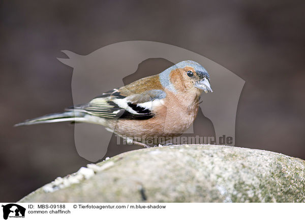 Buchfink / common chaffinch / MBS-09188