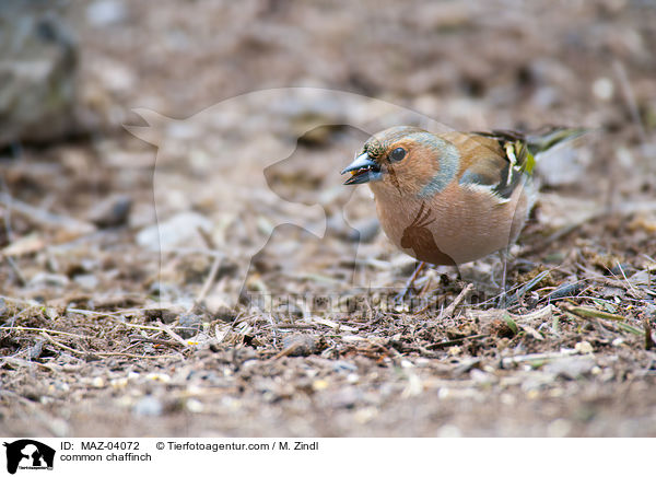 Buchfink / common chaffinch / MAZ-04072