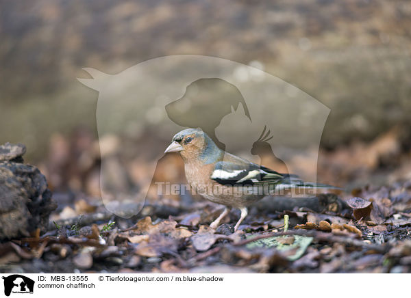 Buchfink / common chaffinch / MBS-13555