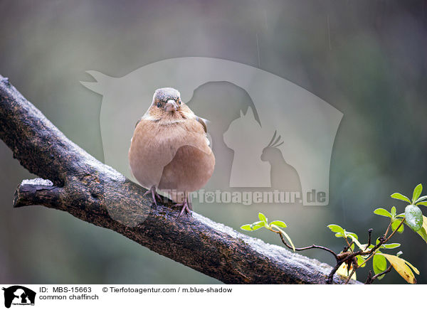 Buchfink / common chaffinch / MBS-15663