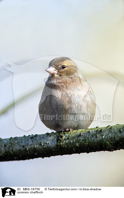 Buchfink / common chaffinch / MBS-18756