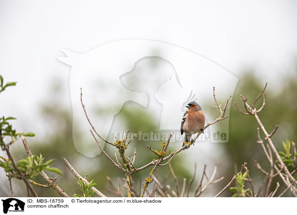 Buchfink / common chaffinch / MBS-18759