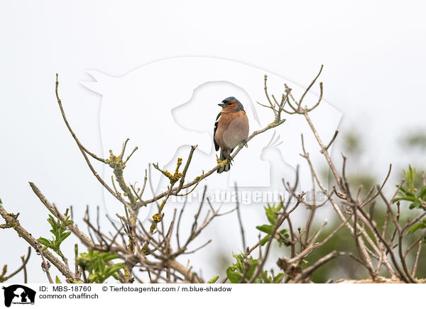 Buchfink / common chaffinch / MBS-18760