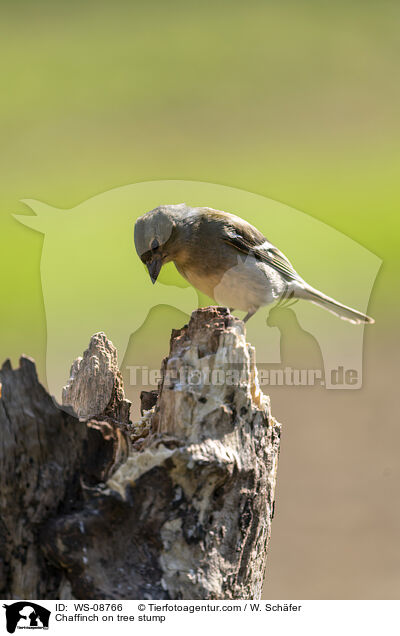 Buchfink auf Baumstumpf / Chaffinch on tree stump / WS-08766