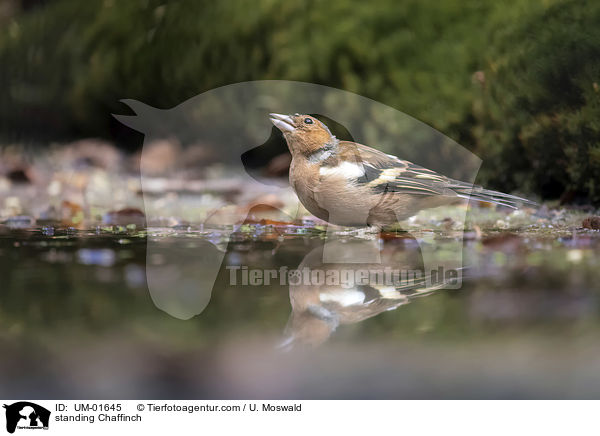 stehender Buchfink / standing Chaffinch / UM-01645