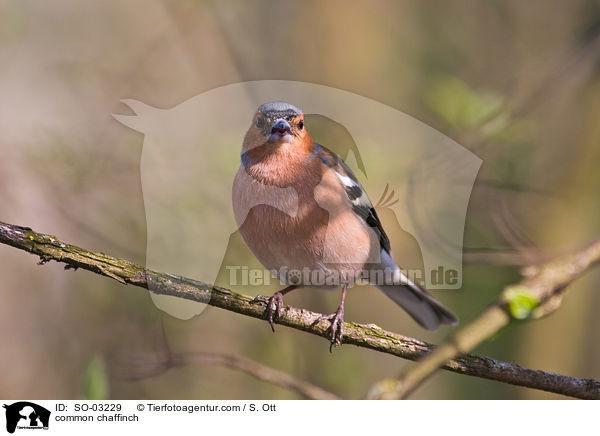 Buchfink / common chaffinch / SO-03229