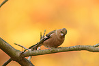 common chaffinch