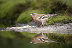 common chaffinch