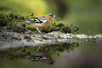 common chaffinch