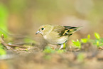 chaffinch