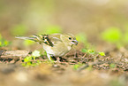 chaffinch