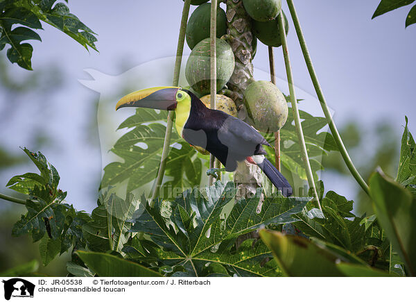 Swainson-Tukan / chestnut-mandibled toucan / JR-05538