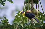 chestnut-mandibled toucan