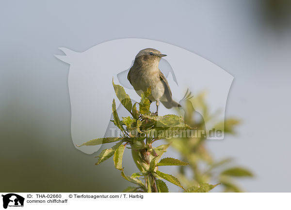 Zilpzalp / common chiffchaff / THA-02660