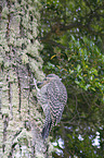 Chilean Flicker