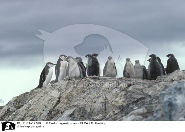 Zgelpinguine / chinstrap penguins / FLPA-02780