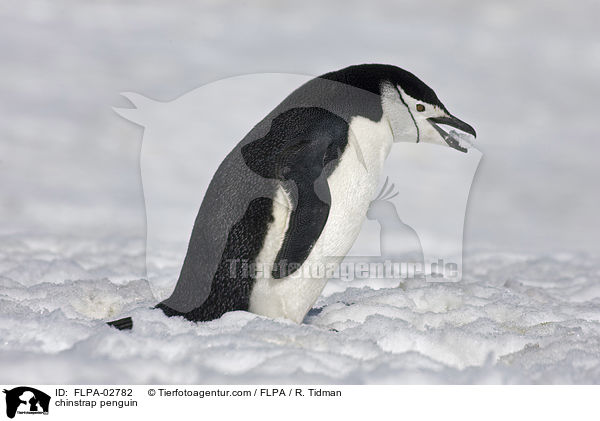 Zgelpinguin / chinstrap penguin / FLPA-02782