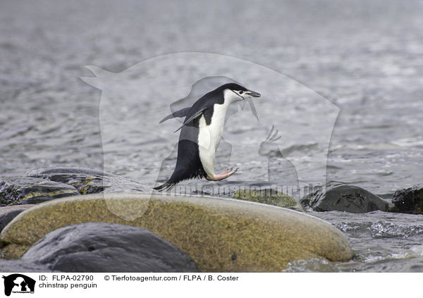 Zgelpinguin / chinstrap penguin / FLPA-02790