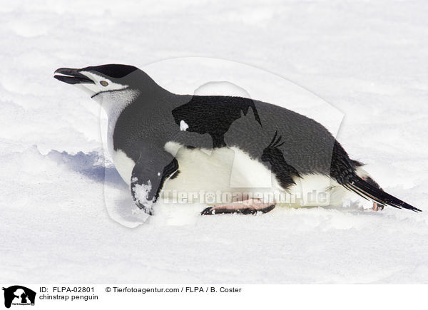 Zgelpinguin / chinstrap penguin / FLPA-02801