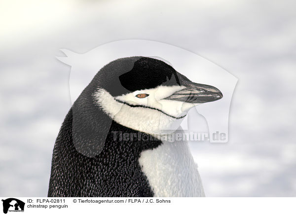 Zgelpinguin / chinstrap penguin / FLPA-02811