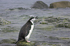 chinstrap penguin