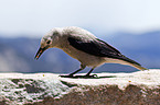 Clarks nutcracker