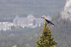 Clarks nutcracker