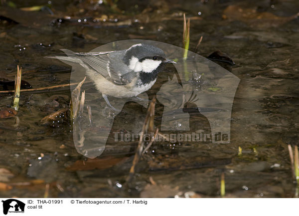 Tannenmeise / coal tit / THA-01991