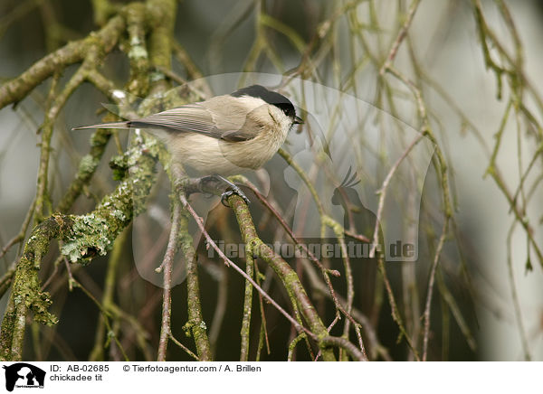 Tannenmeise / chickadee tit / AB-02685