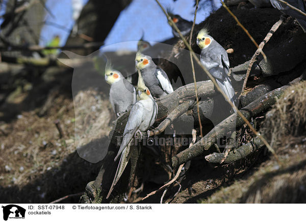 Nymphensittiche / cockatiels / SST-07948