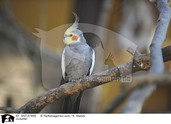 Nymphensittich / cockatiel / SST-07956