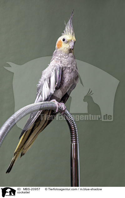 Nymphensittich / cockatiel / MBS-20957