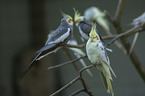 cockatiels