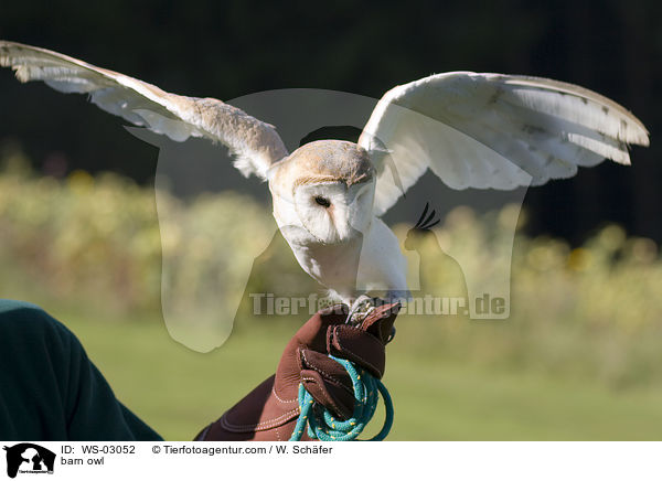 Schleiereule / barn owl / WS-03052