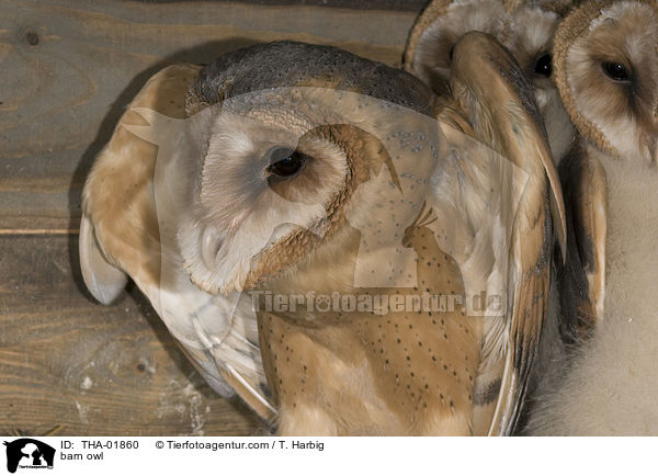 Schleiereule / barn owl / THA-01860