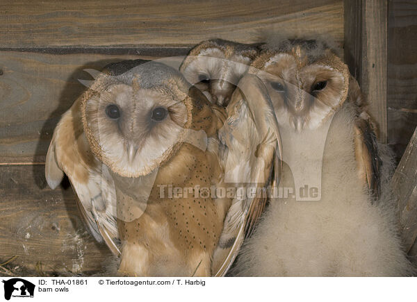 Schleiereulen / barn owls / THA-01861