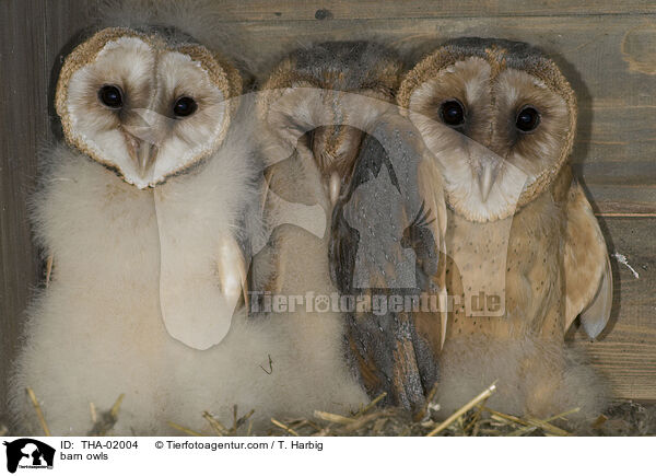 Schleiereulen / barn owls / THA-02004