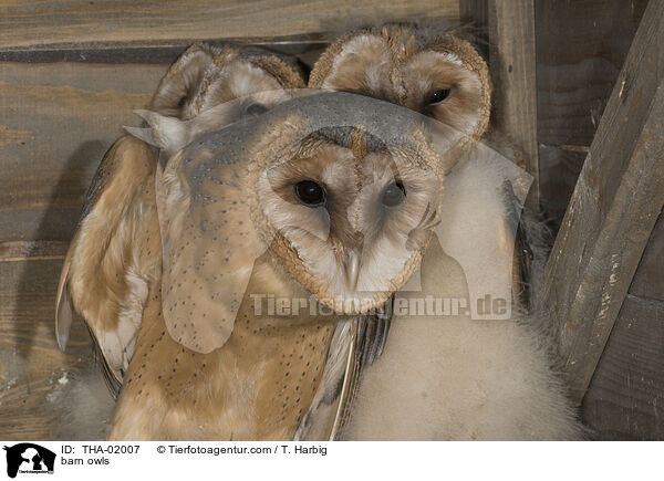 Schleiereulen / barn owls / THA-02007