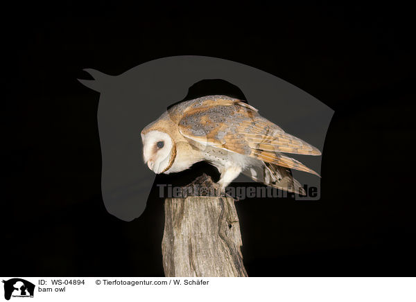 Schleiereule / barn owl / WS-04894