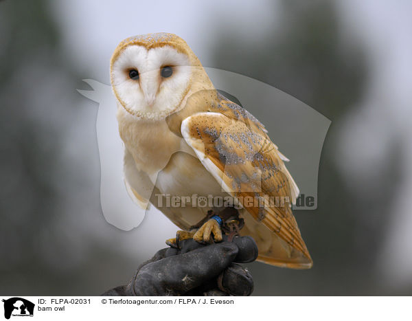 barn owl / FLPA-02031