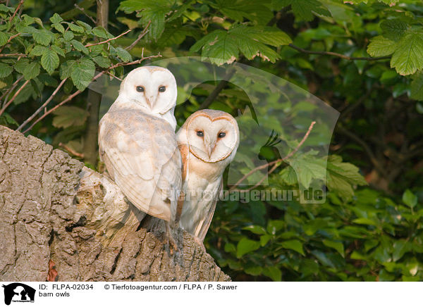 barn owls / FLPA-02034