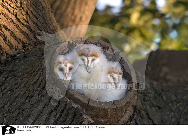 barn owls / FLPA-02035