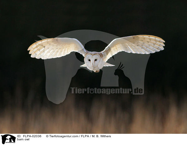 Schleiereule / barn owl / FLPA-02036