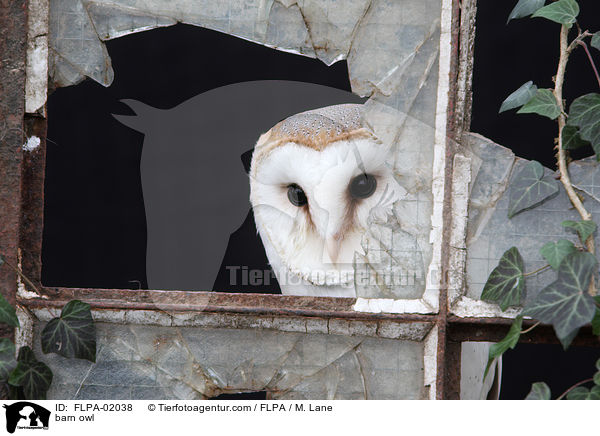 Schleiereule / barn owl / FLPA-02038