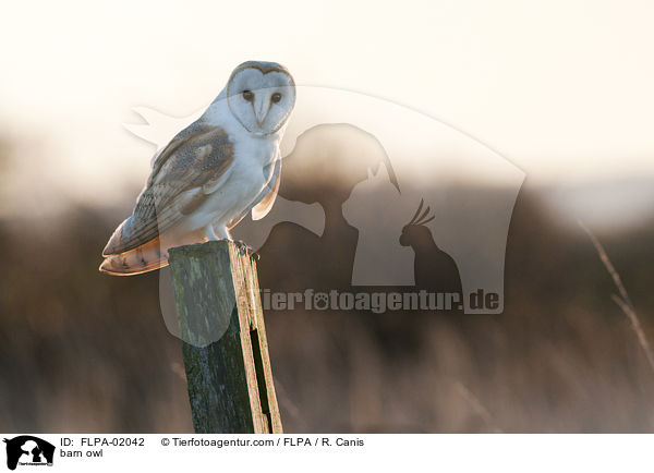 Schleiereule / barn owl / FLPA-02042